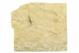 Detailed Fossil Fly (Plecia) - France #259840-1